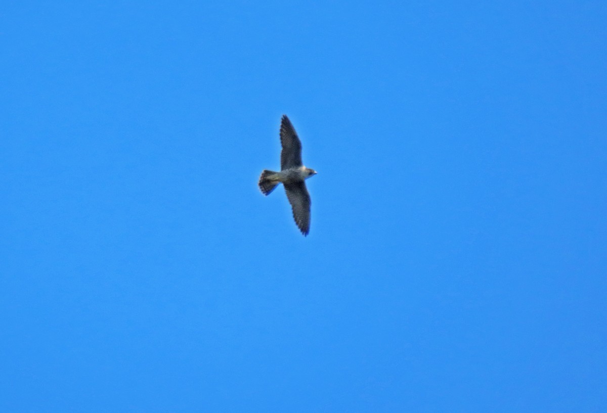 Peregrine Falcon - ML622140676