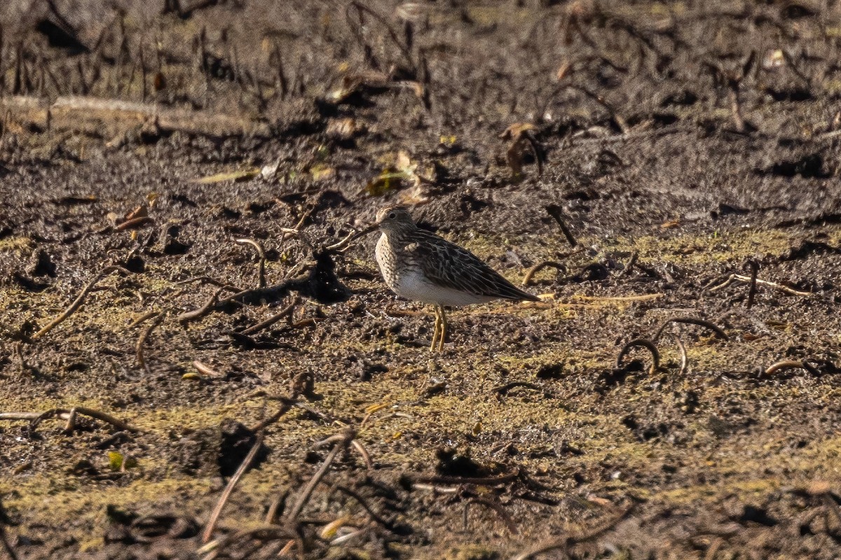 Pectoral Sandpiper - ML622140677