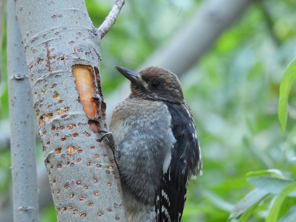 Red-breasted Sapsucker - ML622140678