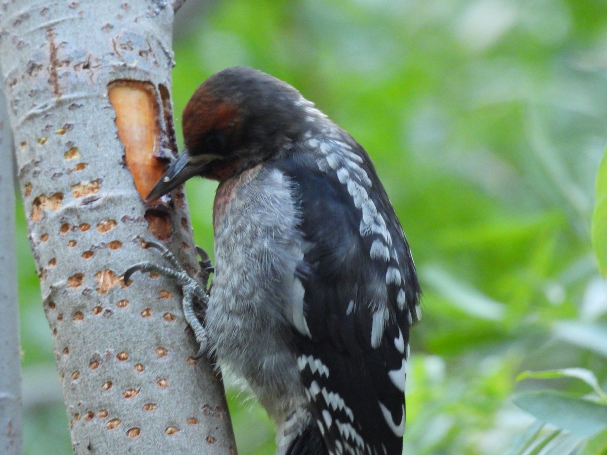 Red-breasted Sapsucker - ML622140679