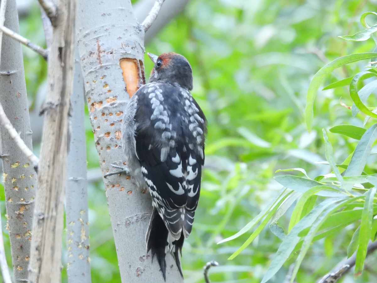 Red-breasted Sapsucker - ML622140680