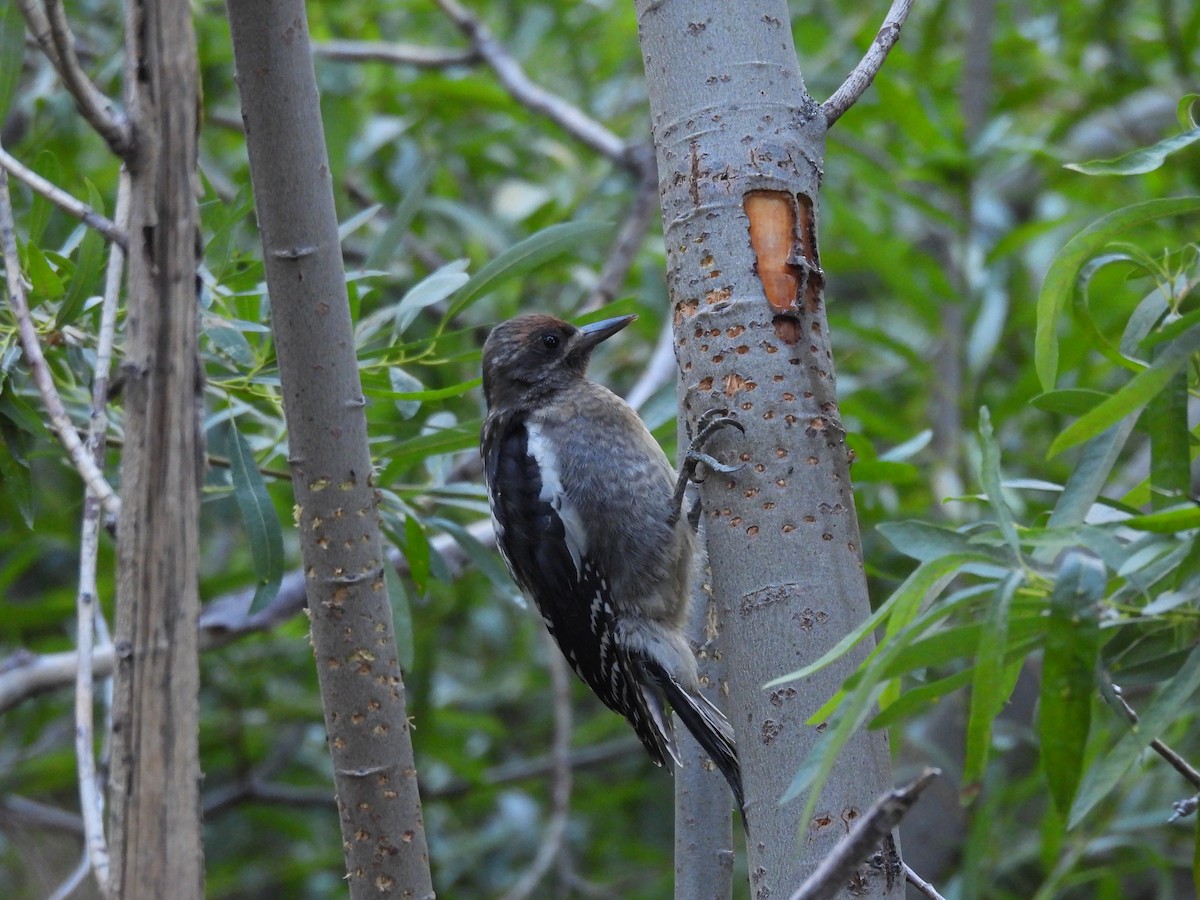 Red-breasted Sapsucker - ML622140681