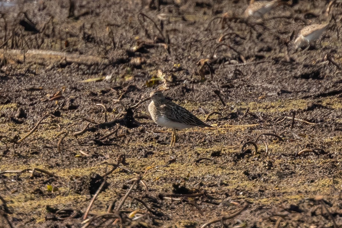 Pectoral Sandpiper - ML622140683