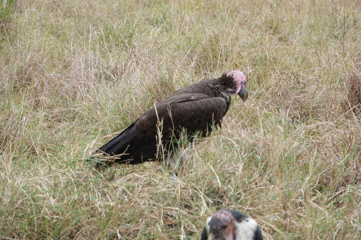 Lappet-faced Vulture - ML622140684