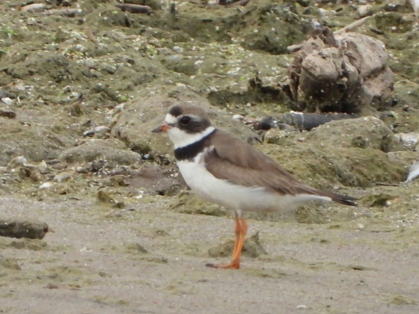 Semipalmated Plover - ML622140685