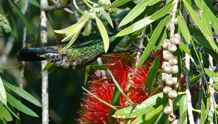 Steely-vented Hummingbird - ML622140686