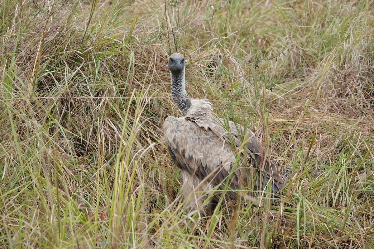 Hooded Vulture - ML622140687