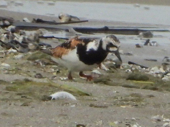 Ruddy Turnstone - ML622140688