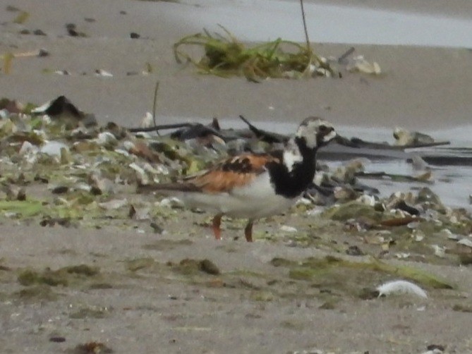 Ruddy Turnstone - ML622140689