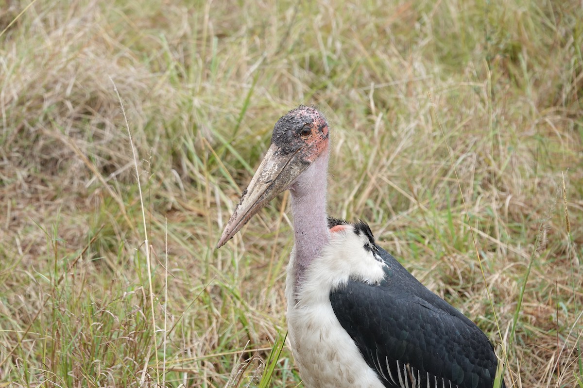 Marabou Stork - ML622140690