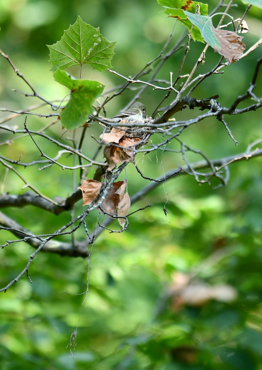 Acadian Flycatcher - ML622140691