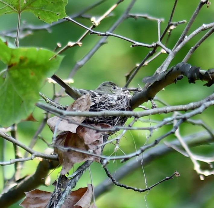 Acadian Flycatcher - ML622140692