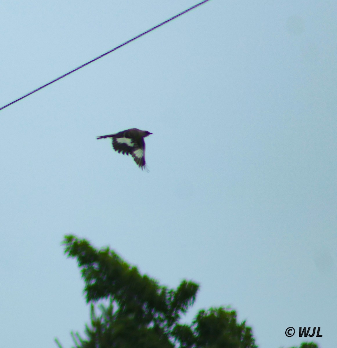 Northern Mockingbird - ML622140703