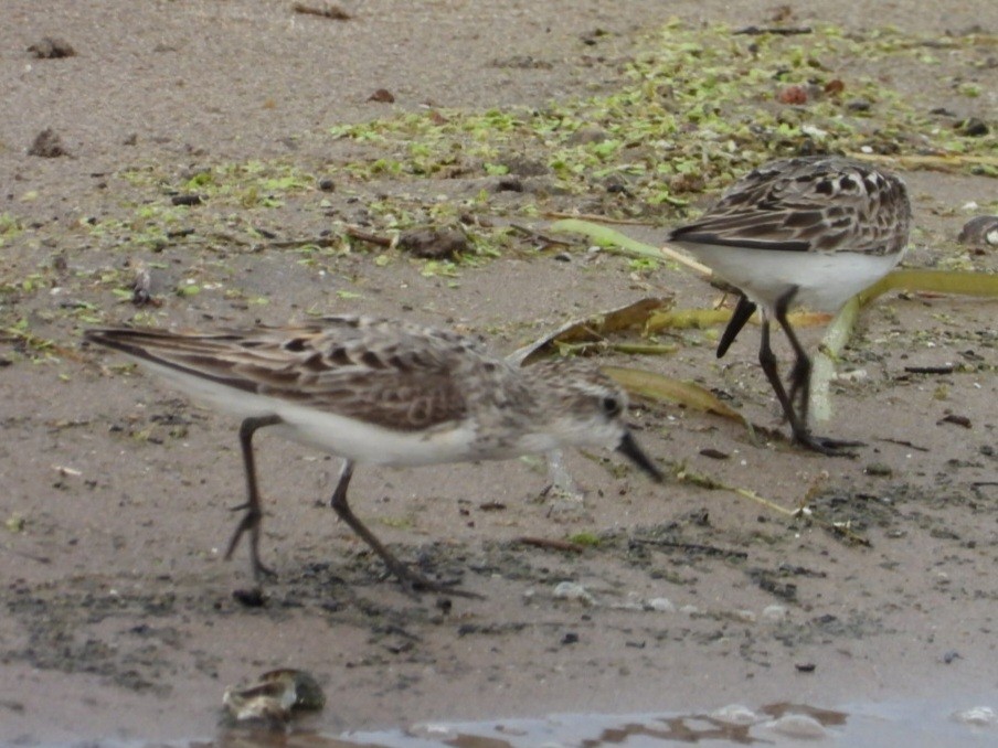 Bécasseau sanderling - ML622140707