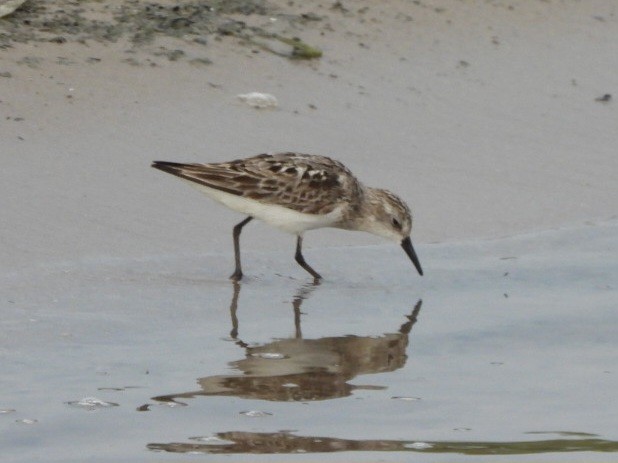 Bécasseau sanderling - ML622140708