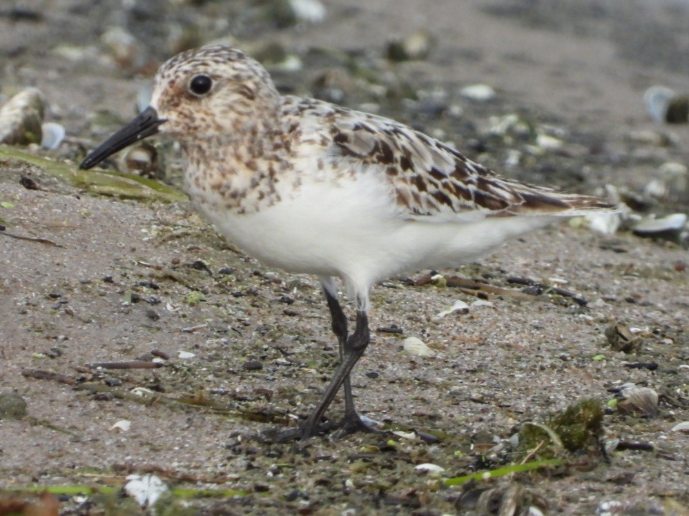 Bécasseau sanderling - ML622140709