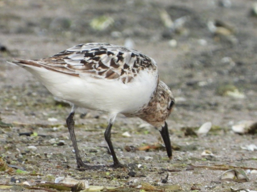 Bécasseau sanderling - ML622140710