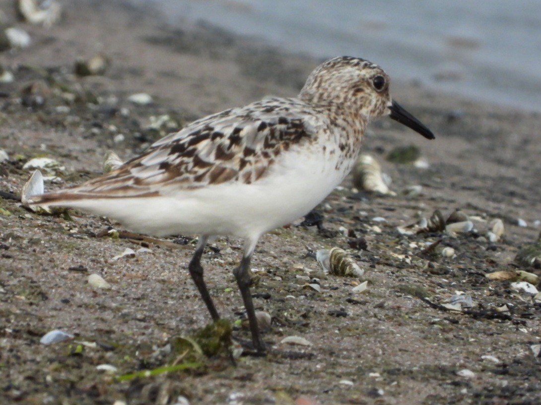 Bécasseau sanderling - ML622140711