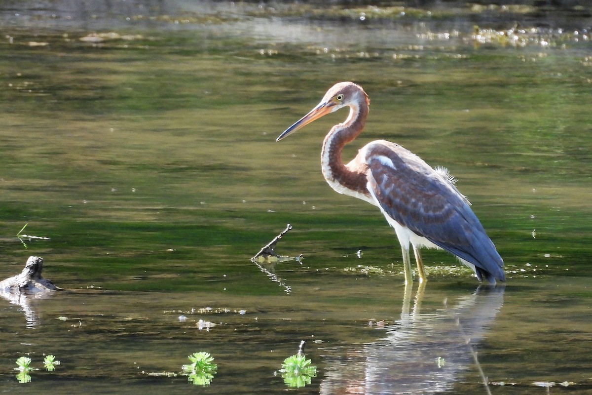 Tricolored Heron - ML622140715