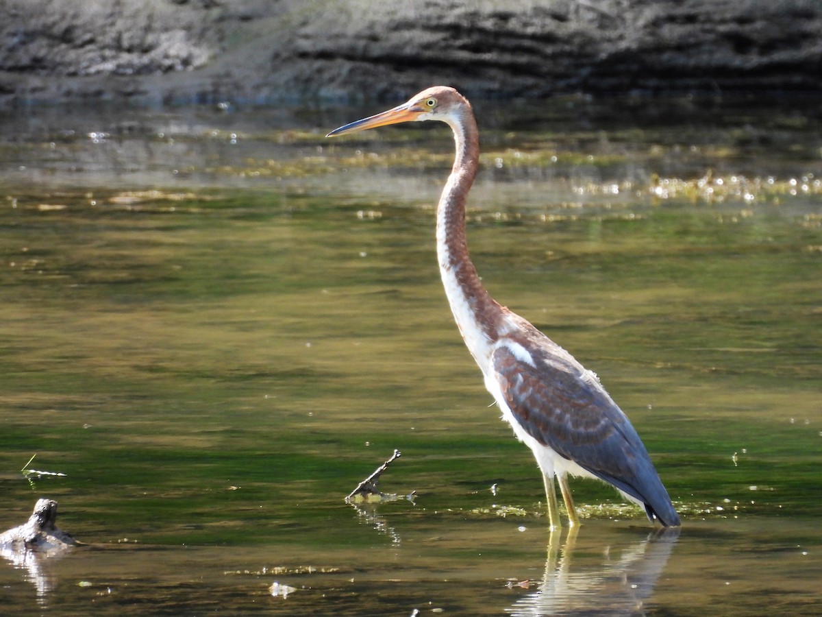 Tricolored Heron - ML622140724