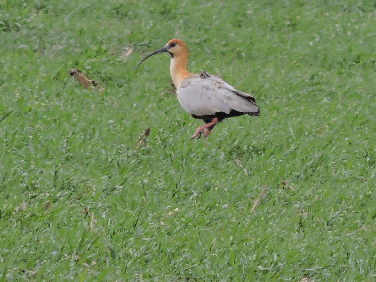 ibis laločnatý - ML622140728