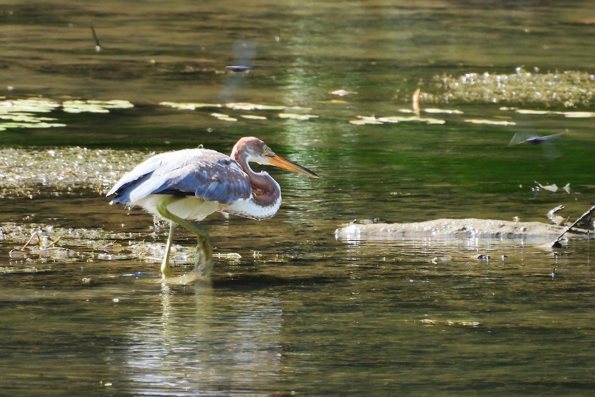 Tricolored Heron - ML622140745