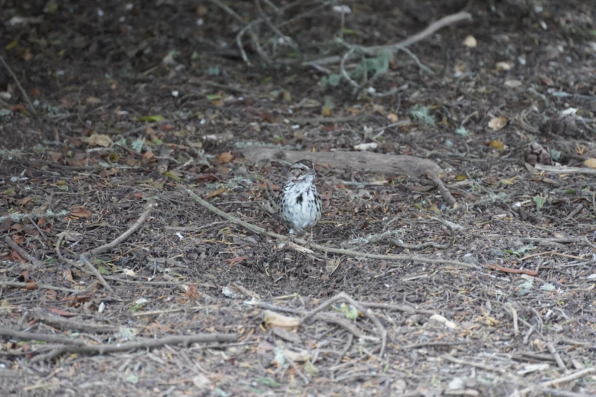 Song Sparrow - Amber Zertuche