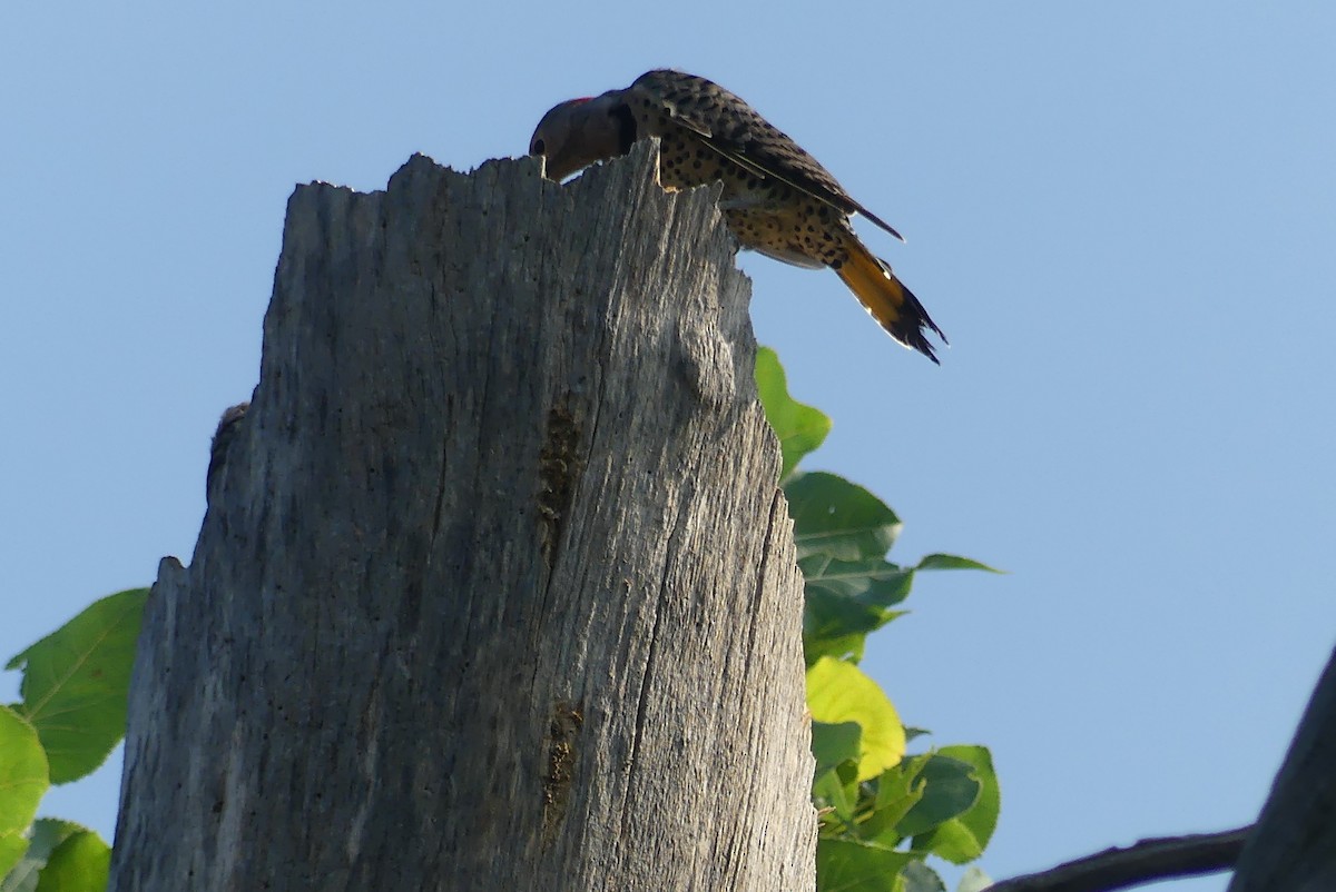 Northern Flicker - Anonymous