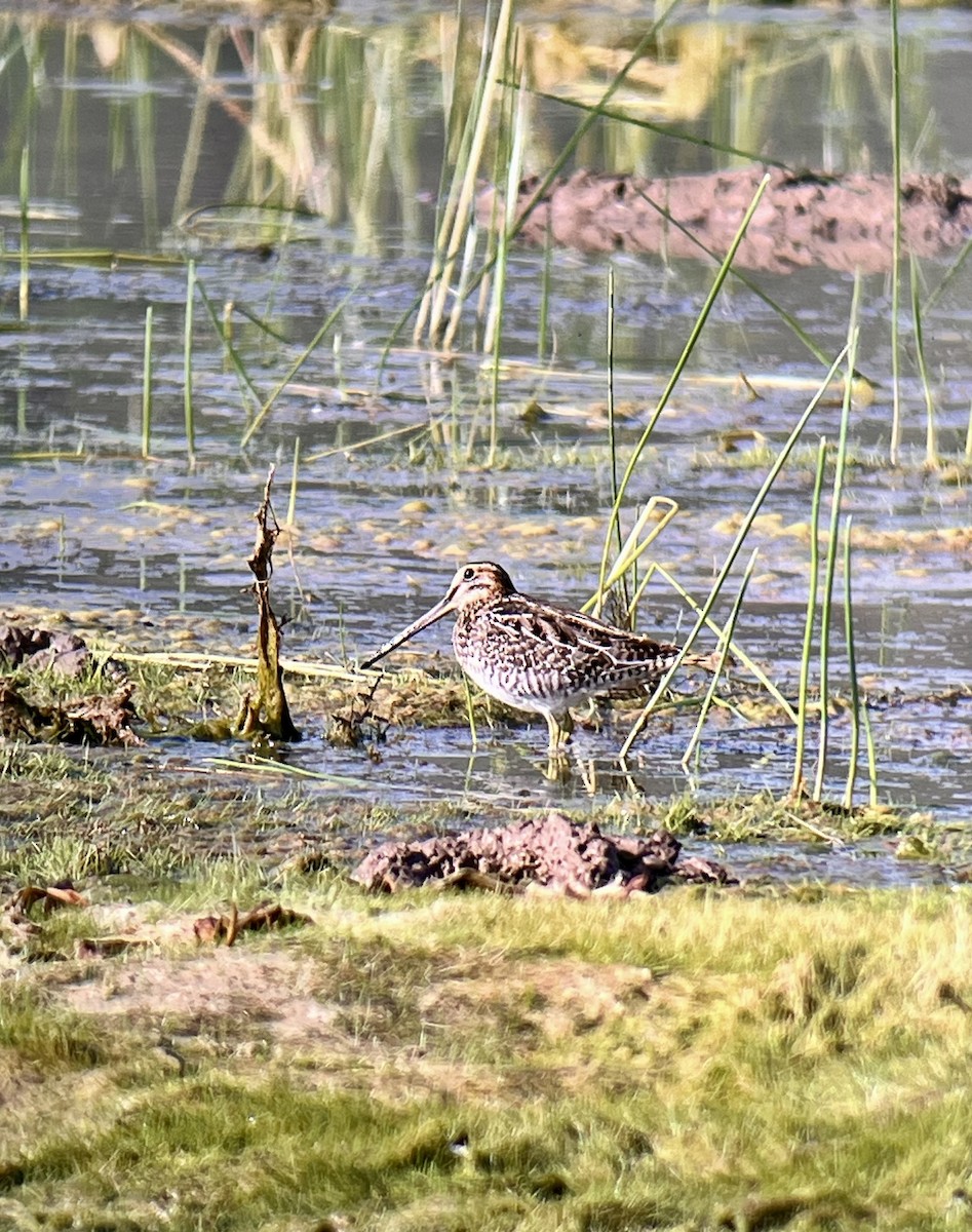 Wilson's Snipe - ML622140773