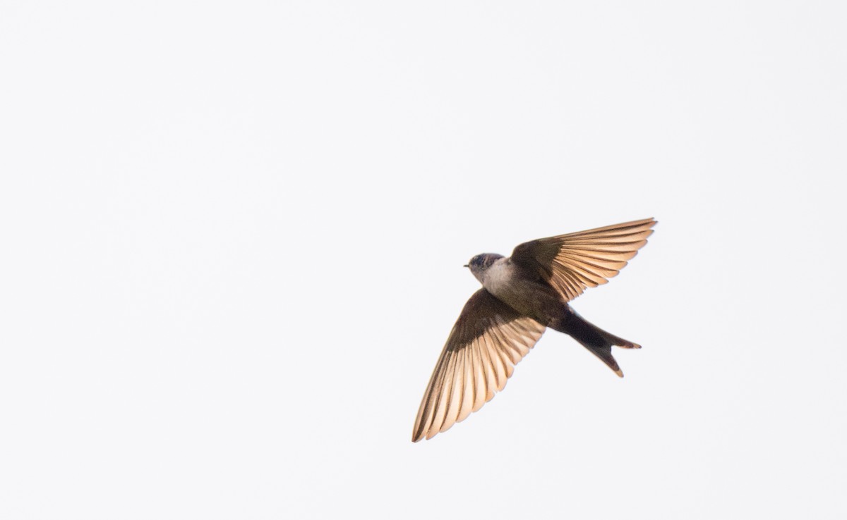 Brown-bellied Swallow - ML622140775