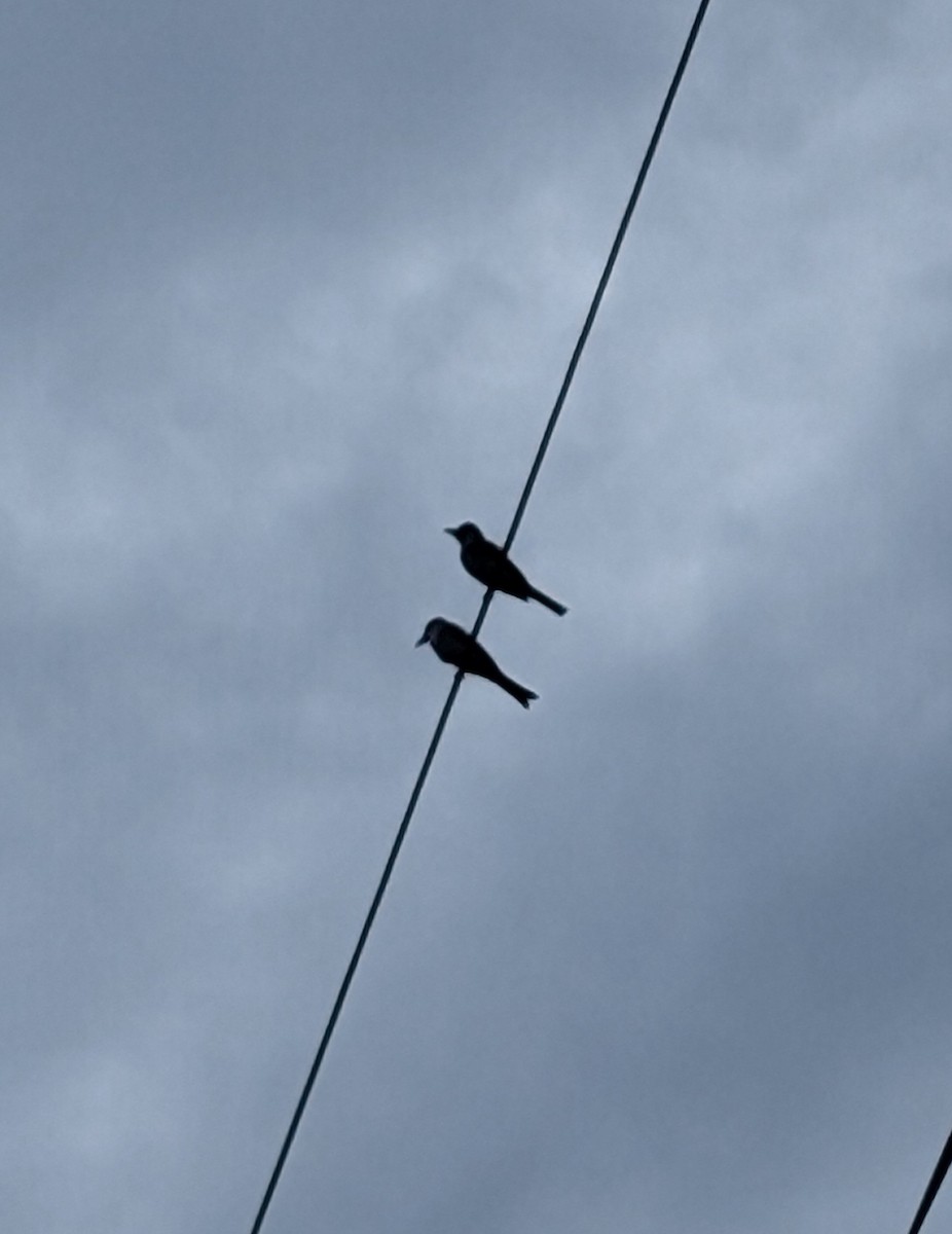 Gray Kingbird - ML622140776