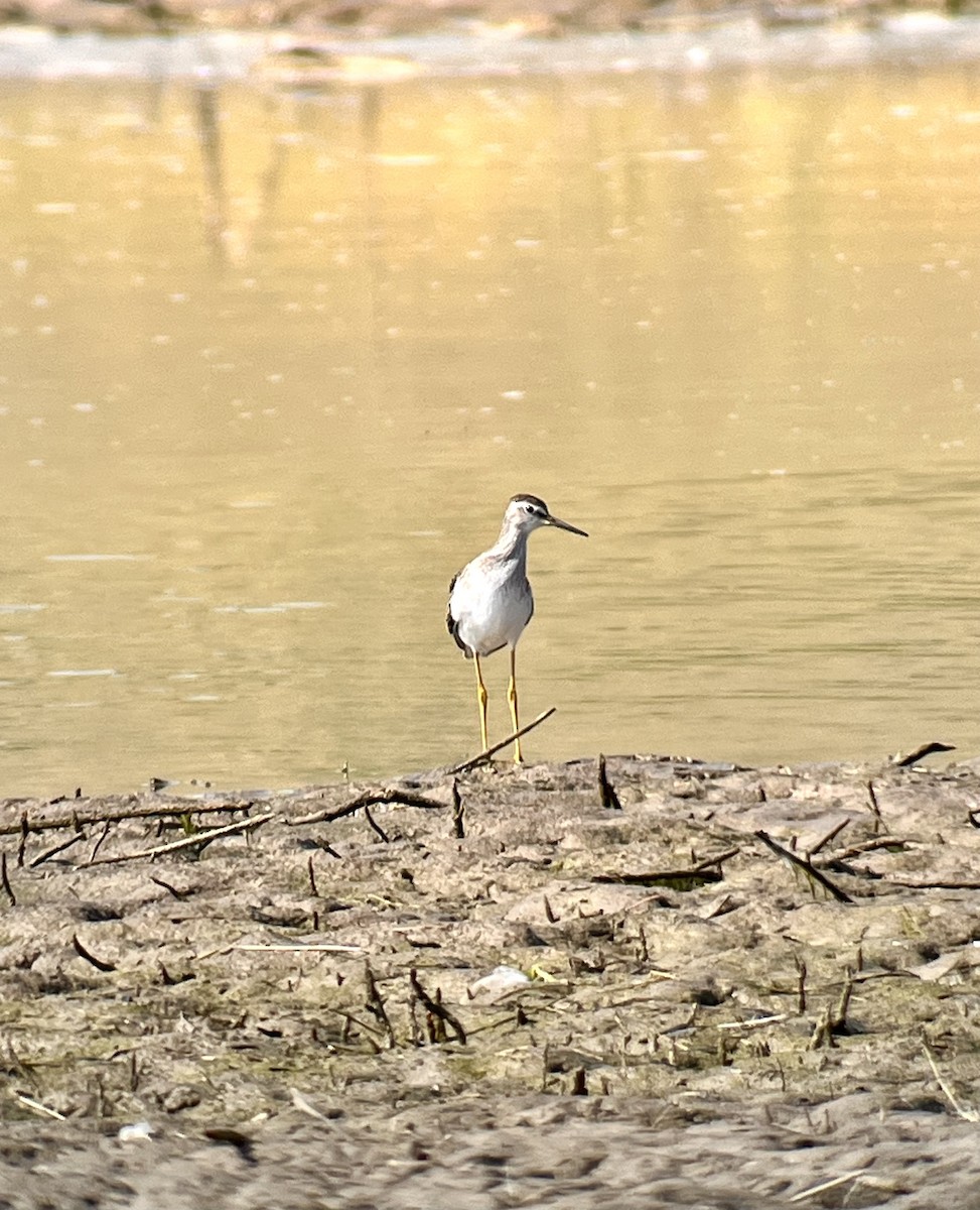 Lesser Yellowlegs - ML622140787