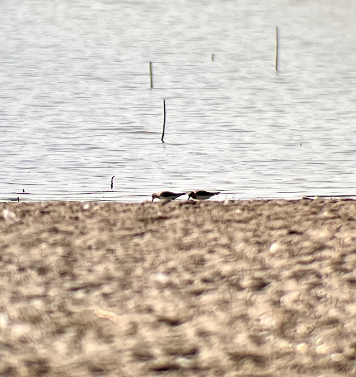 Baird's Sandpiper - ML622140792