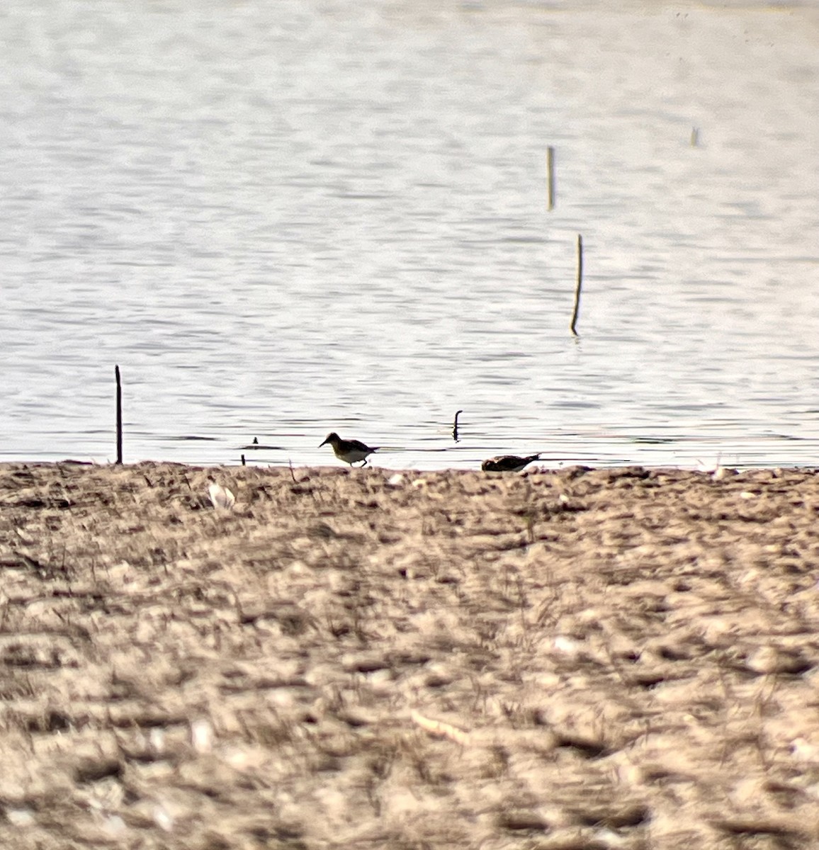 Baird's Sandpiper - ML622140793