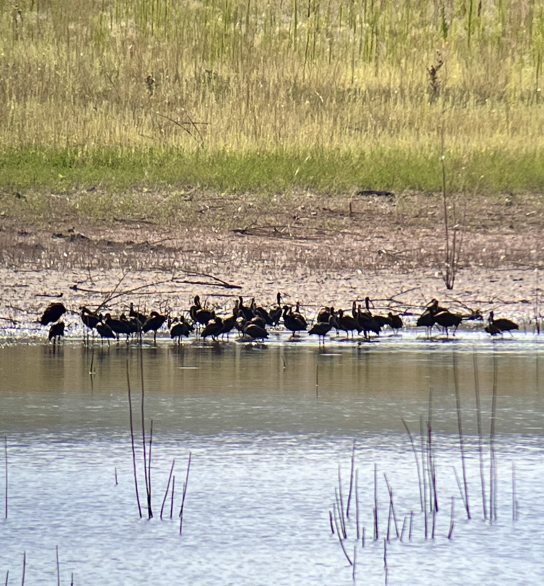 White-faced Ibis - ML622140811