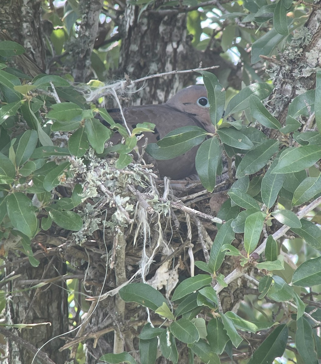 Mourning Dove - ML622140817