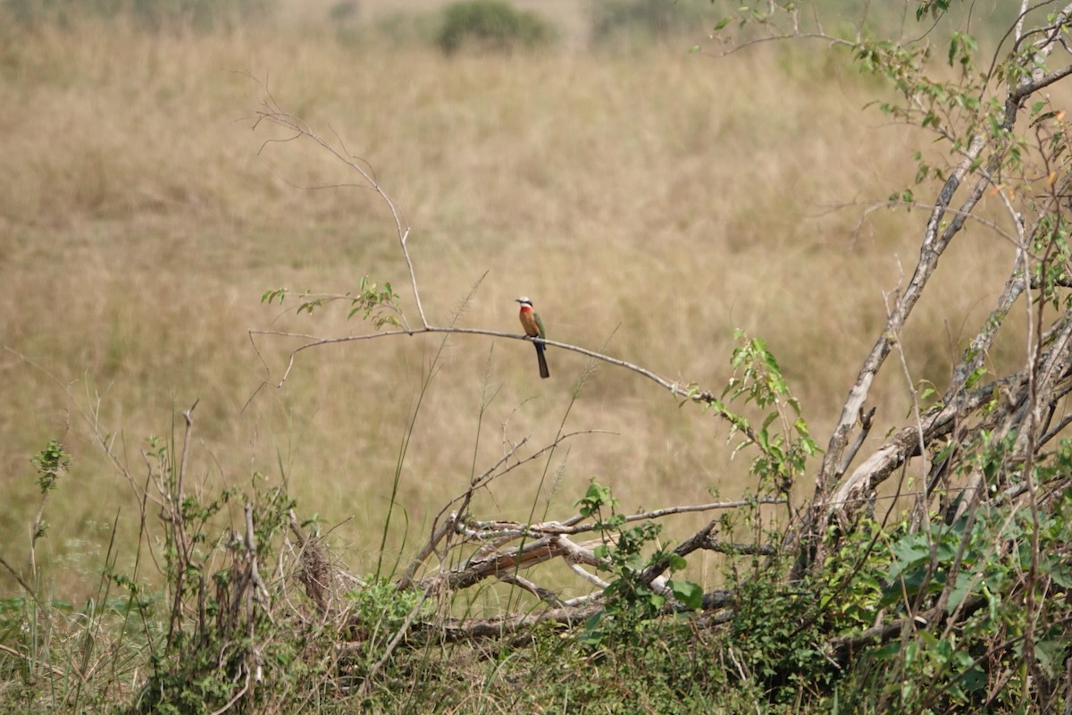 White-fronted Bee-eater - ML622140829