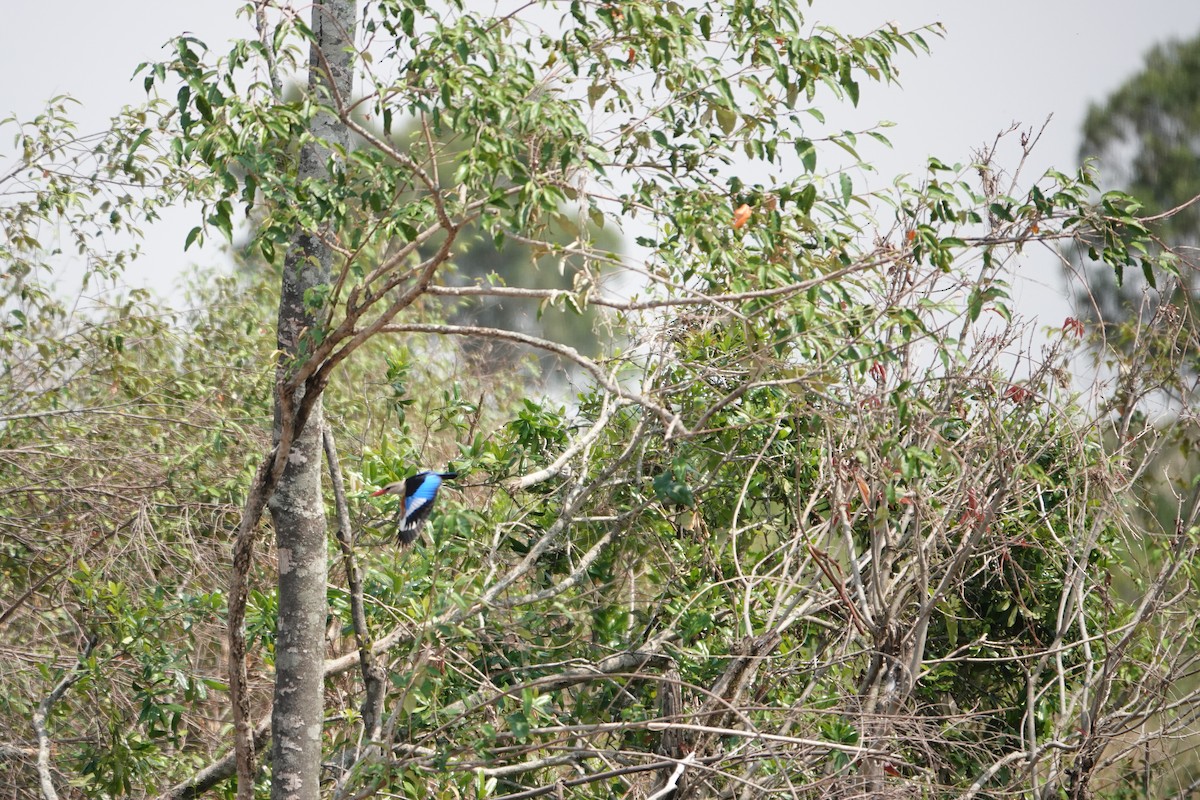 Gray-headed Kingfisher - ML622140842