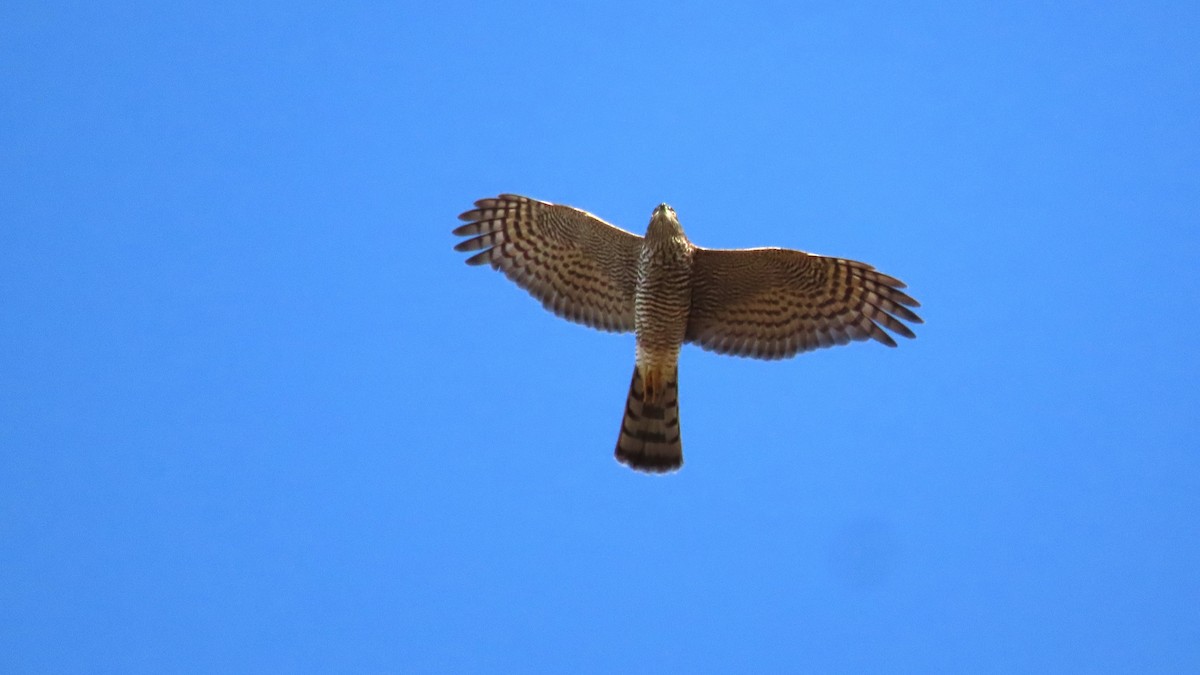 Eurasian Sparrowhawk - ML622140849