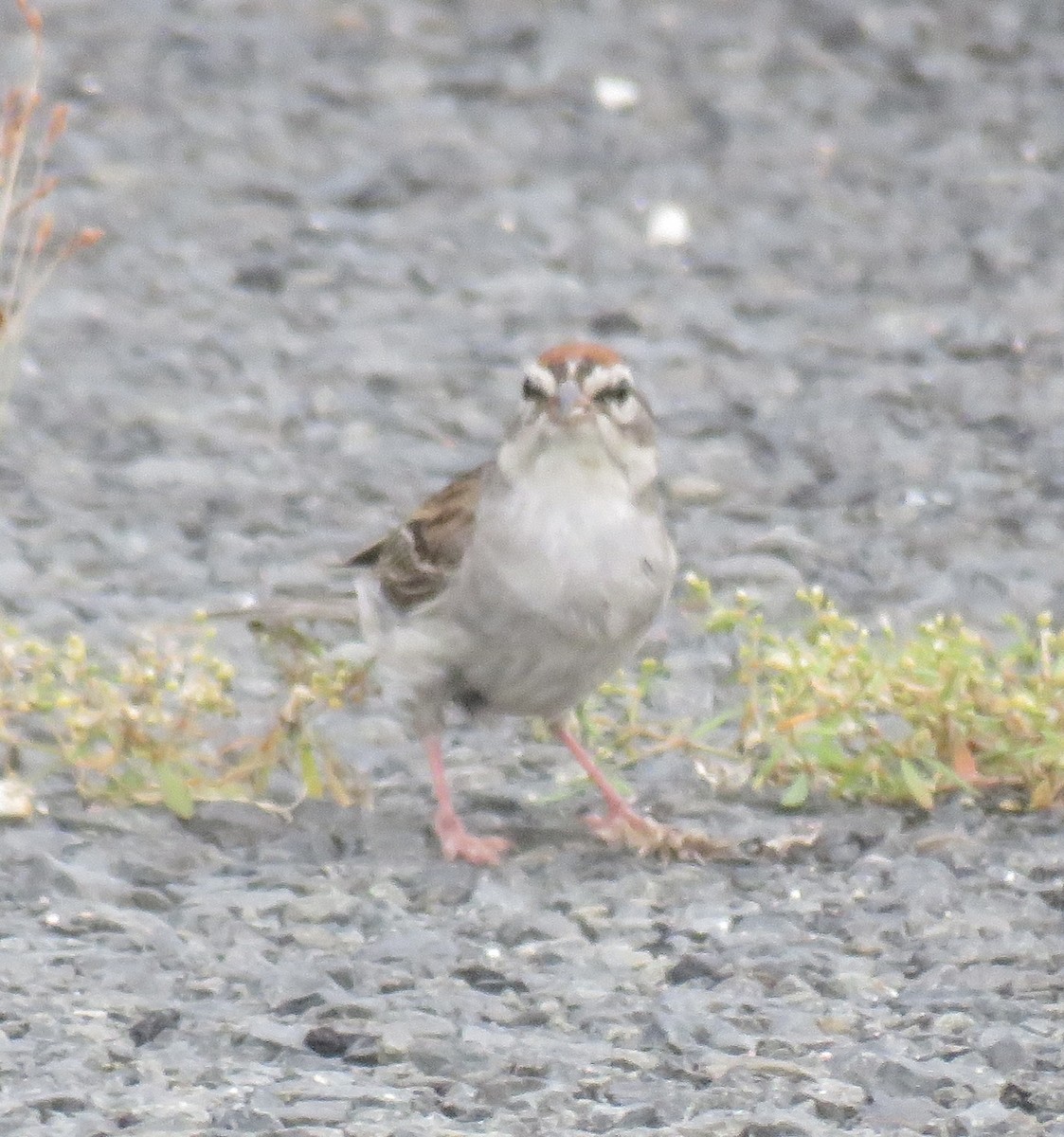 Chipping Sparrow - ML622140923