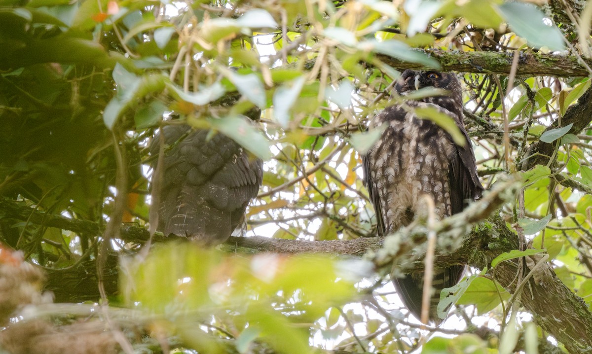 Stygian Owl - Travis Vance