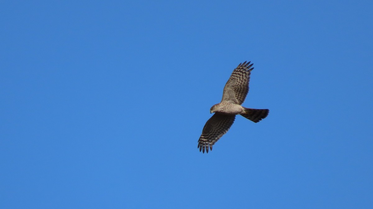 Eurasian Sparrowhawk - ML622140990