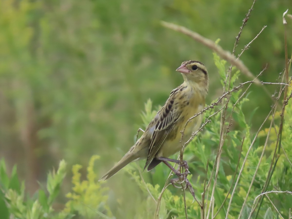 Bobolink - Marjorie Watson