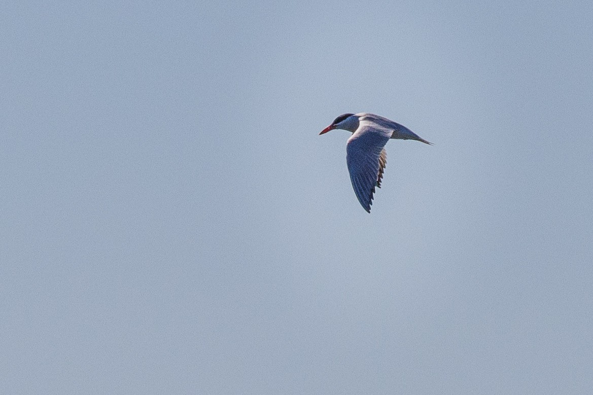 Caspian Tern - Jill Dale