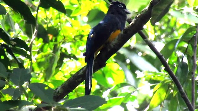 trogon zelenohřbetý - ML622141008