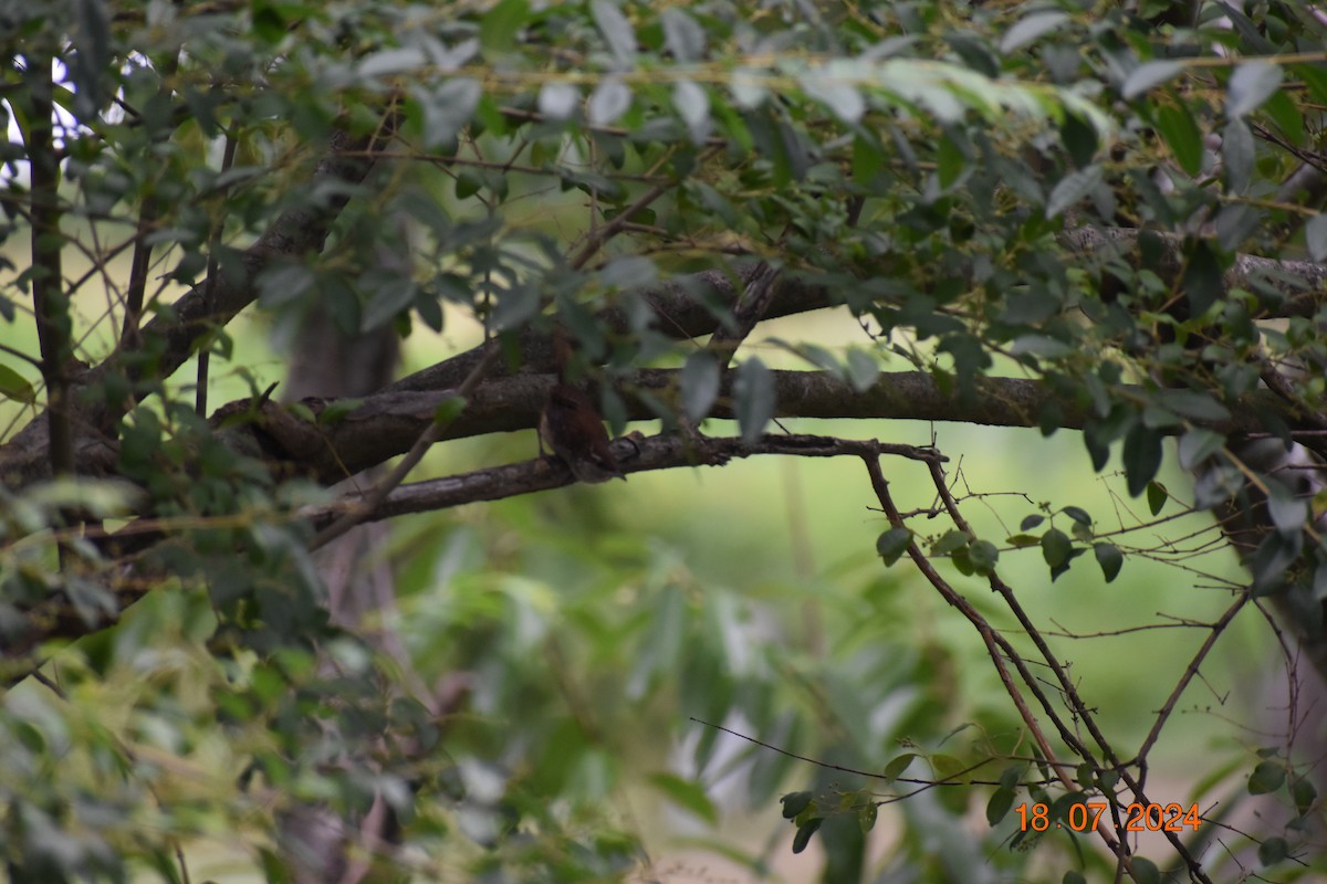 Carolina Wren - John Cassell