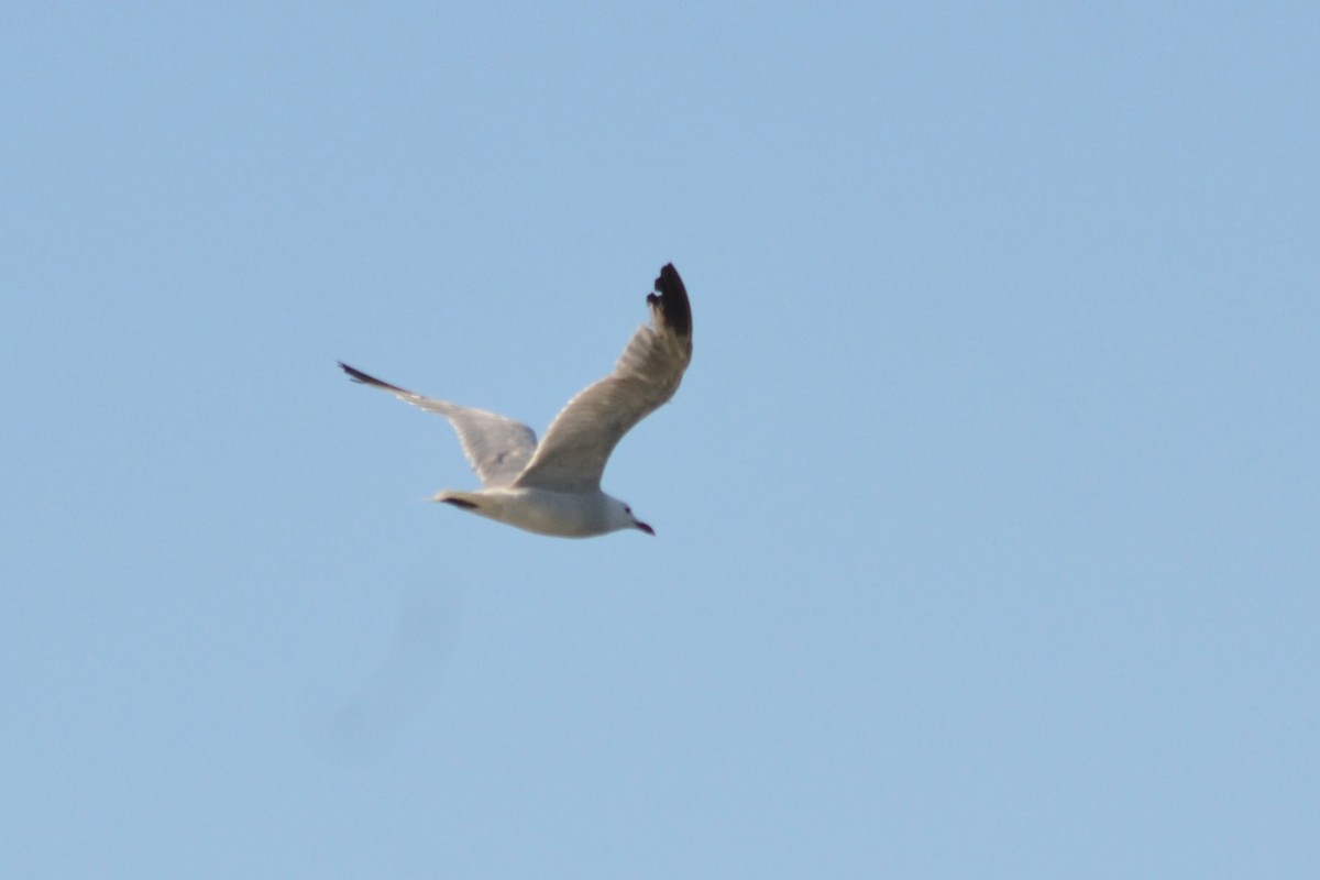 Gaviota de Audouin - ML622141022