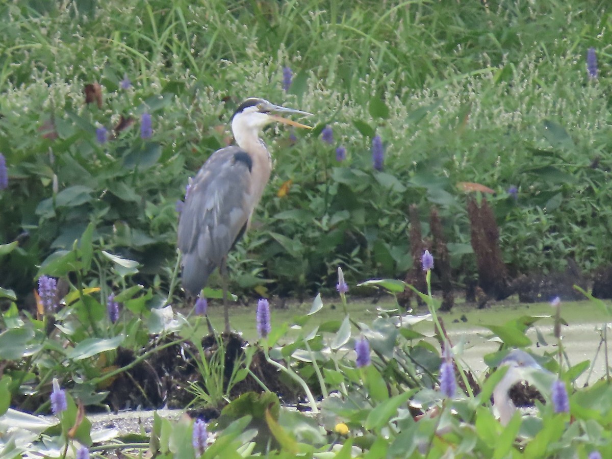 Garza Azulada - ML622141026