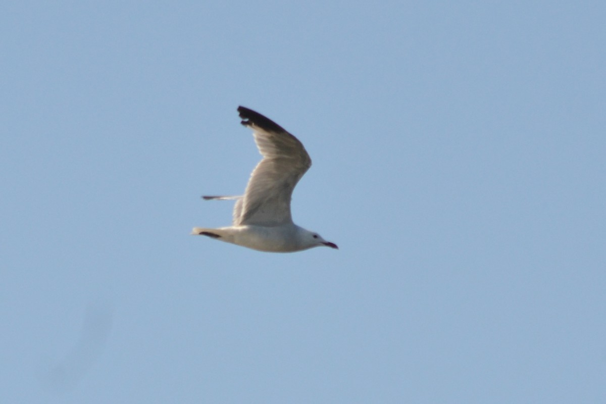 Gaviota de Audouin - ML622141028