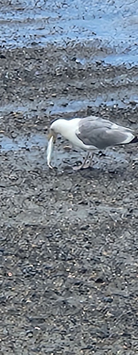 Herring Gull (American) - ML622141030